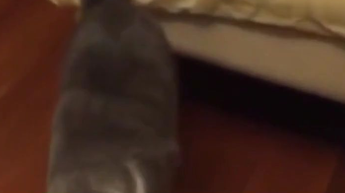 为什么我家猫最近有点反常总好像在那练起飞呢